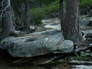 Detail of trees wedging granite plate